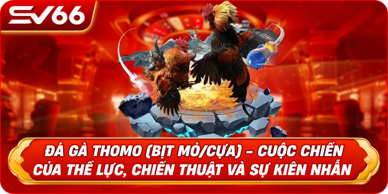Đá Gà Thomo (Bịt Mỏ/Cựa) - Cuộc Chiến Của Thể Lực, Chiến Thuật Và Sự Kiên Nhẫn